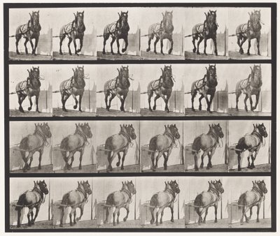 Hauling; Dark-Gray Belgian Horse Billy (Plate 568) by Eadweard Muybridge