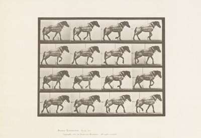 Hauling; Dark-Gray Belgian Horse Hansel by Eadweard Muybridge