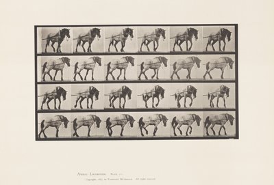 Hauling; Dark-Gray Belgian Horse Hansel, 1885 by Eadweard Muybridge