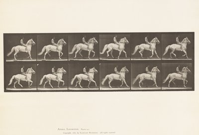 Ambling (Plate 590) by Eadweard Muybridge