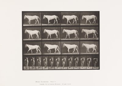 Walking; Free; Ossification of Cartilage by Eadweard Muybridge