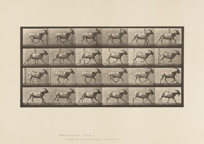 Goat; Galloping (Plate 679) by Eadweard Muybridge