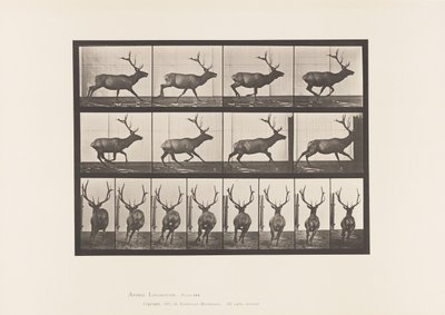 Elk, Galloping by Eadweard Muybridge