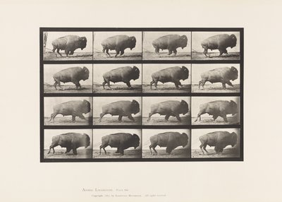 Plate 700. Buffalo; Galloping by Eadweard Muybridge