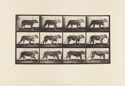 Plate 728. Lioness; Walking; Lion; Lying Down by Eadweard Muybridge