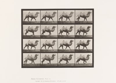 Plate 738. Bactrian Camel; Racking by Eadweard Muybridge