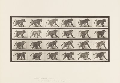 Baboon; Walking on All-Fours (Plate 748) by Eadweard Muybridge