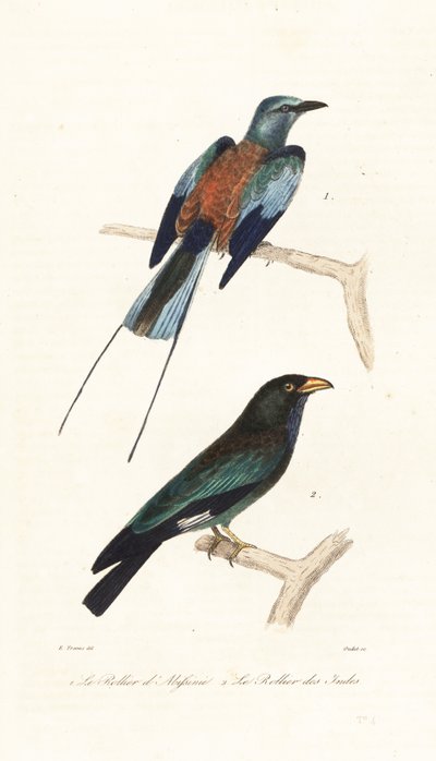 Abyssinian roller and dollar bird by Edouard (after) Travies