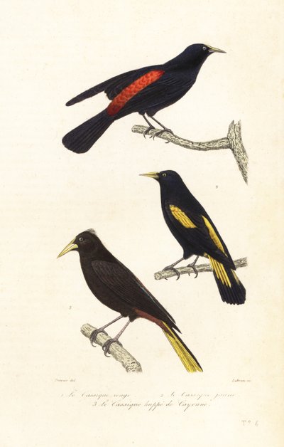 Cacique species and crested oropendola by Edouard (after) Travies