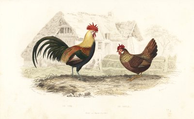 Cock and Hen, Phasianus Gallus by Edouard (after) Travies