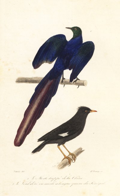 Crested myna and long-tailed glossy starling by Edouard (after) Travies