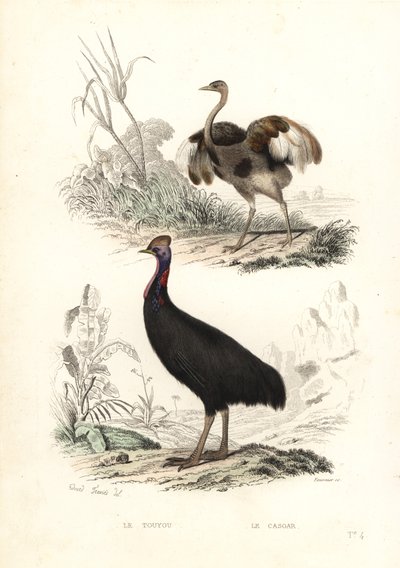 Greater Rhea and Southern Cassowary by Edouard (after) Travies