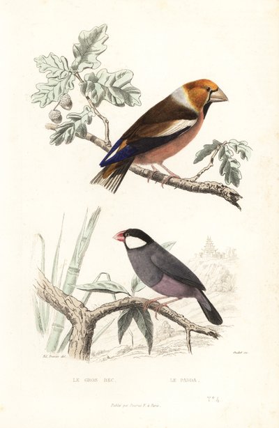 Hawfinch and Java sparrow by Edouard (after) Travies