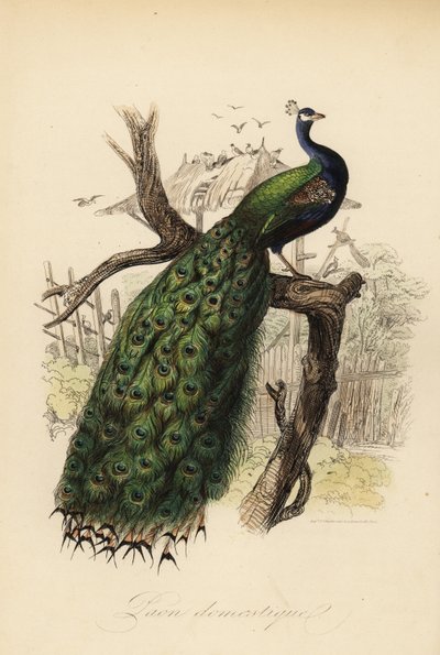 Indian Peafowl by Edouard (after) Travies