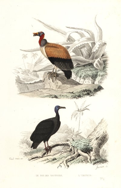 King vulture and turkey vulture by Edouard (after) Travies