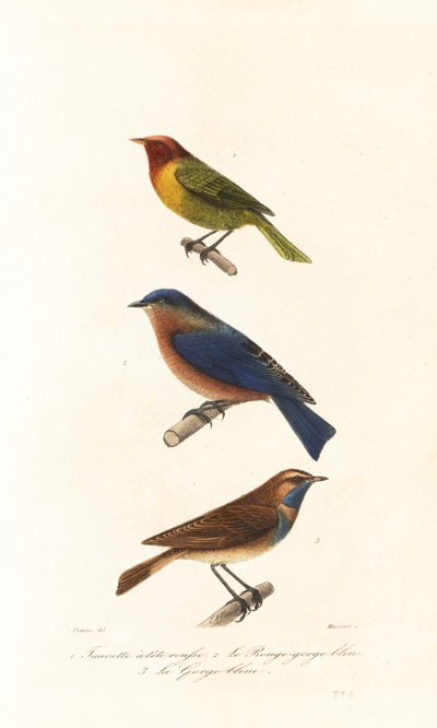 Nashville Warbler, Eastern Bluebird and Bluethroat by Edouard (after) Travies