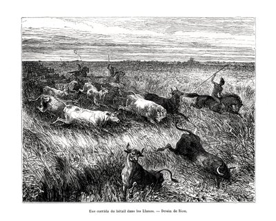 Livestock, Los Llanos, Venezuela by Edouard Riou