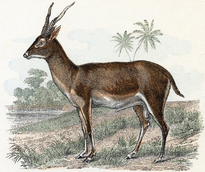 Antelope from 
