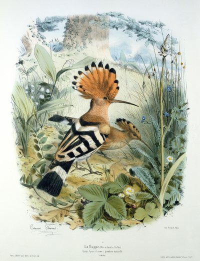 Hoopoe (Upupa Epops) by Edouard Travies