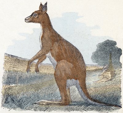 Kangaroo - Alphabet Illustrates Animals by Edouard Travies