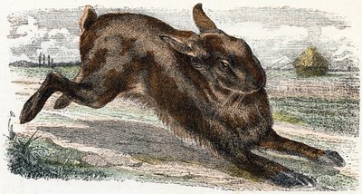 Hare - Alphabet Illustrates Animals by Edouard Travies