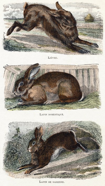 Rabbits - Alphabet Illustrates Animals 19th Century by Edouard Travies