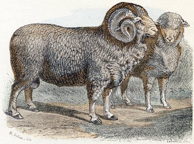 Sheep - 