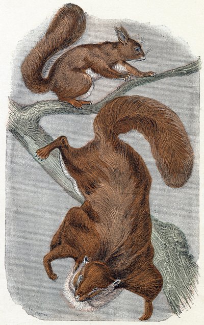 Squirrels - Alphabet Illustrates Animals by Edouard Travies