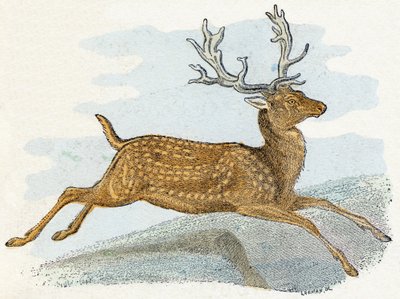 Reindeer - 