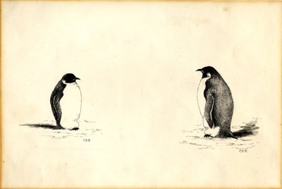 Emperor penguins by Edward Adrian Wilson