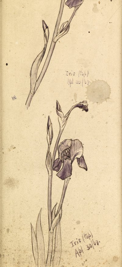 Irises by Edward Burne Jones