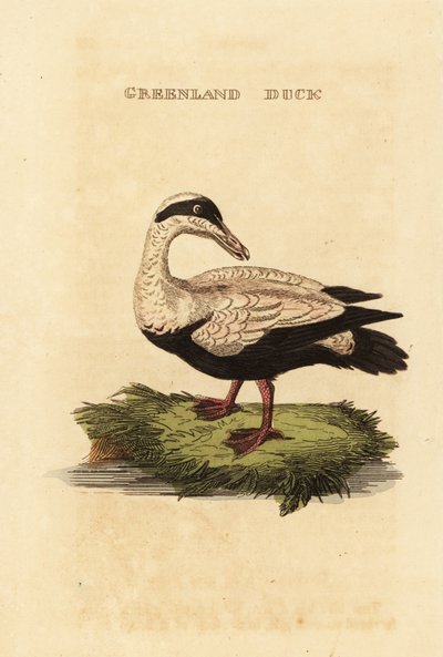 Common eider by Edward Donovan