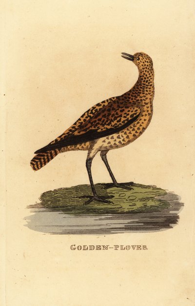 European golden plover by Edward Donovan