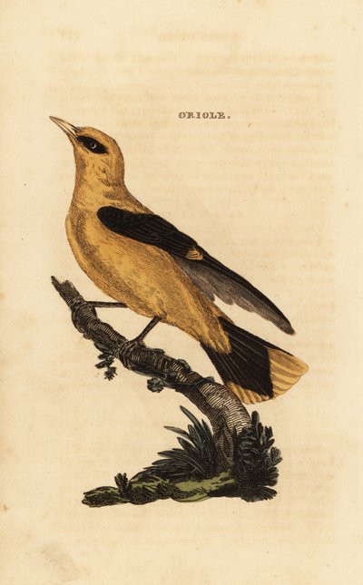 Golden Oriole, Oriolus oriolus by Edward Donovan