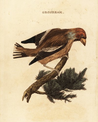 Hawfinch, Coccothraustes coccothraustes by Edward Donovan