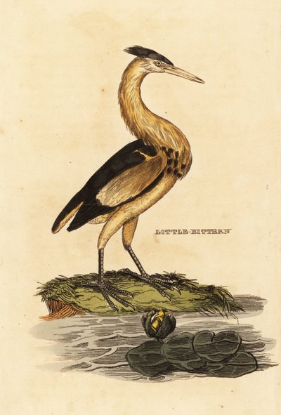 Little Bittern by Edward Donovan