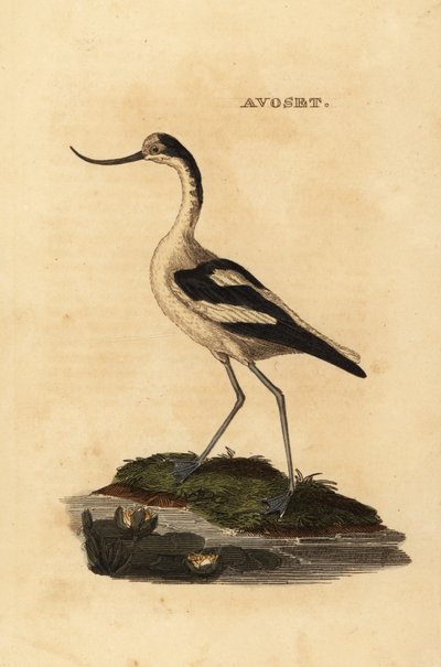 Pied Avocet by Edward Donovan