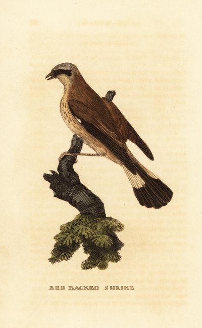 Red-backed shrike by Edward Donovan