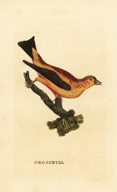 Red Crossbill, Loxia curvirostra by Edward Donovan