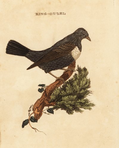 Ring ouzel, Turdus torquatus by Edward Donovan