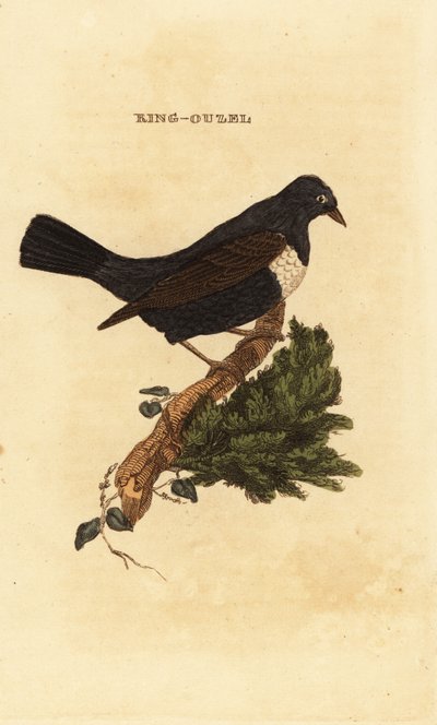 Ring ouzel by Edward Donovan