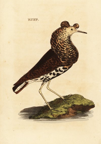 Ruff, male by Edward Donovan