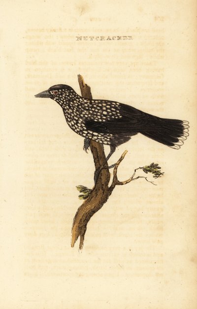 Spotted nutcracker, Nucifraga caryocatactes by Edward Donovan