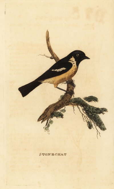 Stonechat, Saxicola rubicola by Edward Donovan