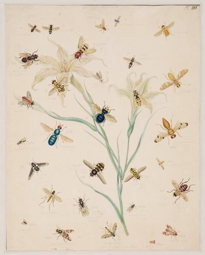 Studies of Invertebrate Animals, Volume II by Edward Donovan