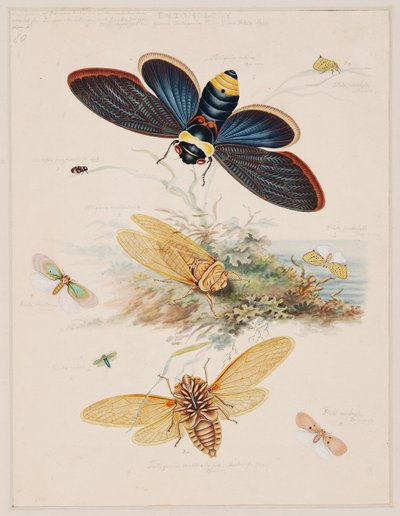 Studies of Invertebrate Animals, Volume II by Edward Donovan