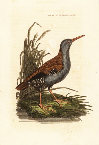 Water Rail by Edward Donovan