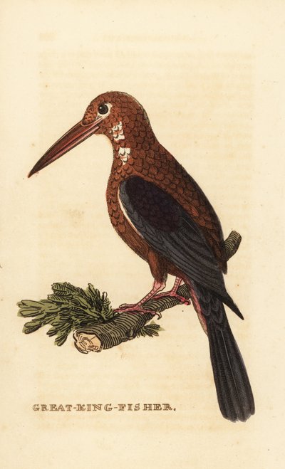 White-throated kingfisher by Edward Donovan