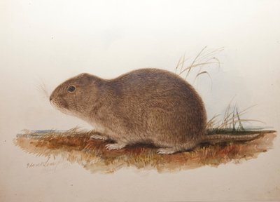 Ctenomys magellanicus, 1836 by Edward Lear