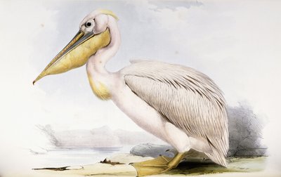 Great White Pelican by Edward Lear
